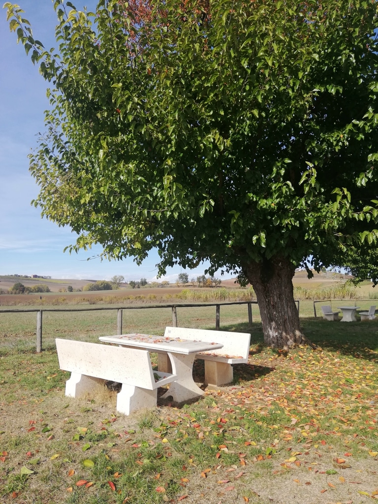 Le Bialbero di Casorzo, un célèbre arbre double en Italie où un cerisier pousse sur un mûrier.